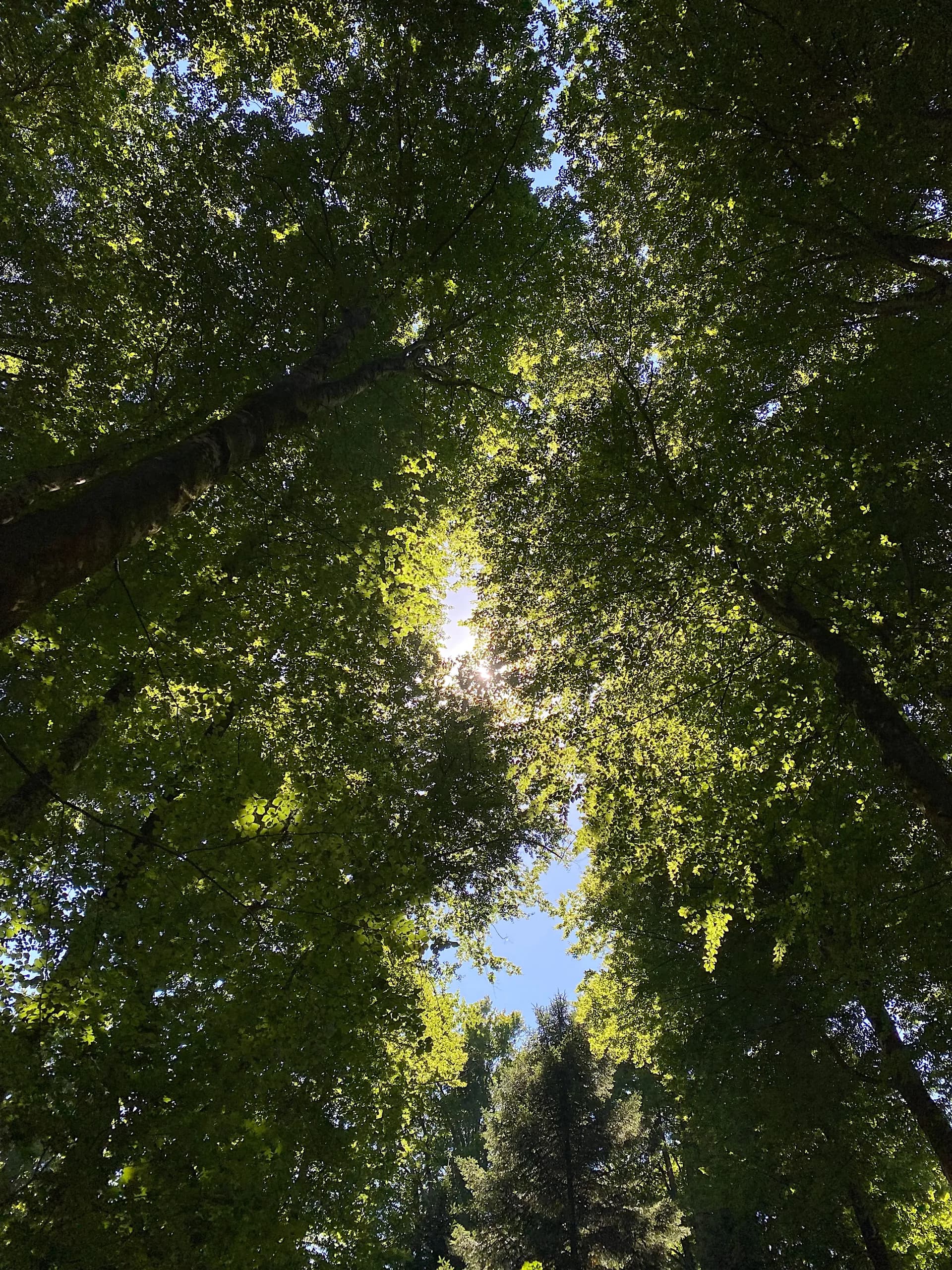 Chiome di alberi verdi illuminate dal sole, viste dal basso verso il cielo azzurro